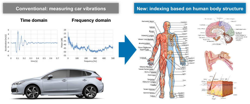 Honing driving dynamics with a focus on human body structure